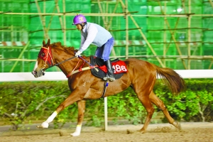 澳門今晚開特馬四不像圖,澳門今晚開特馬四不像圖，揭示違法犯罪的危害與應對之策