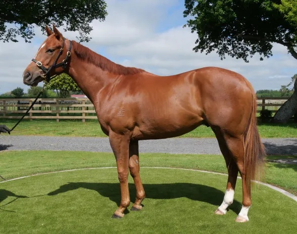 澳門今晚開特馬四不像圖,澳門今晚開特馬四不像圖——探索澳門賽馬文化的獨(dú)特魅力