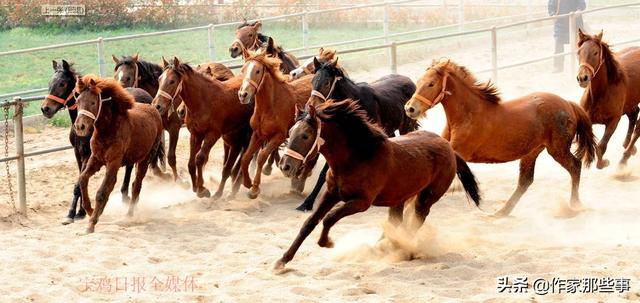 2025今晚澳門開特馬四不像,探索未知，今晚澳門特馬四不像的奧秘（2025年）